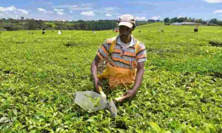 AgDevCo obtient 90 millions de dollars de financement d'IFD pour investir dans les agro-industries africaines