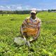 AgDevCo obtient 90 millions de dollars de financement d'IFD pour investir dans les agro-industries africaines