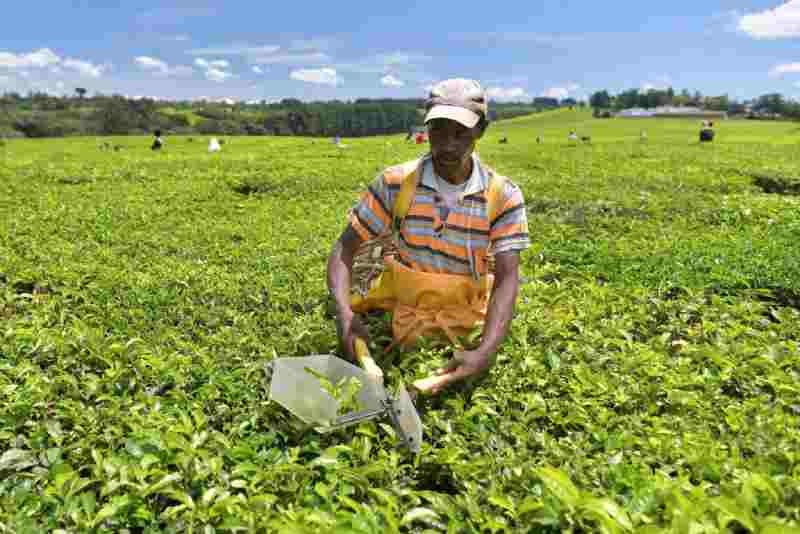 AgDevCo obtient 90 millions de dollars de financement d'IFD pour investir dans les agro-industries africaines