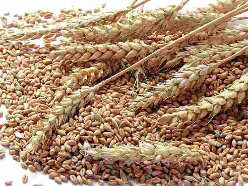 Par crainte que la guerre entre la Russie et l’Ukraine dure plus longtemps, l'Algérie achète d'énormes quantités de blé