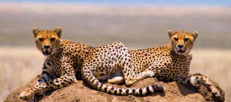 Les guépards sont menacés d'extinction dans la Corne de l'Afrique et au Somaliland en raison de la contrebande