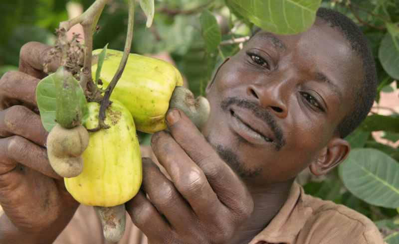 Flapmax s'associe à l'Université de Floride pour former les futurs innovateurs africains en technologie agricole