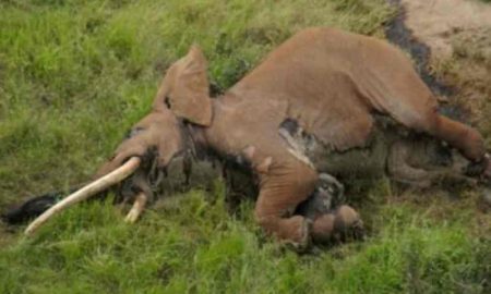 62 éléphants meurent de faim au Kenya