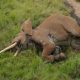62 éléphants meurent de faim au Kenya