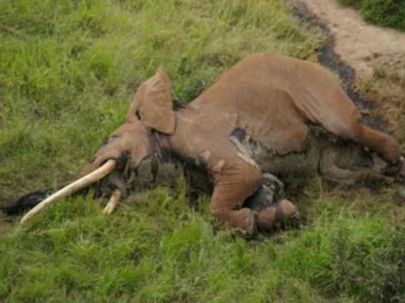62 éléphants meurent de faim au Kenya