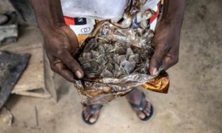 Le pangolin est chassé au Libéria...Et ses écailles sont vendues en Asie