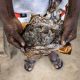 Le pangolin est chassé au Libéria...Et ses écailles sont vendues en Asie
