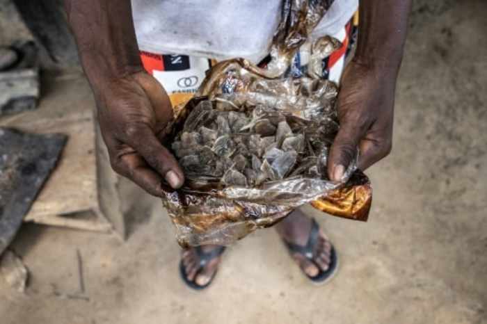 Le pangolin est chassé au Libéria...Et ses écailles sont vendues en Asie