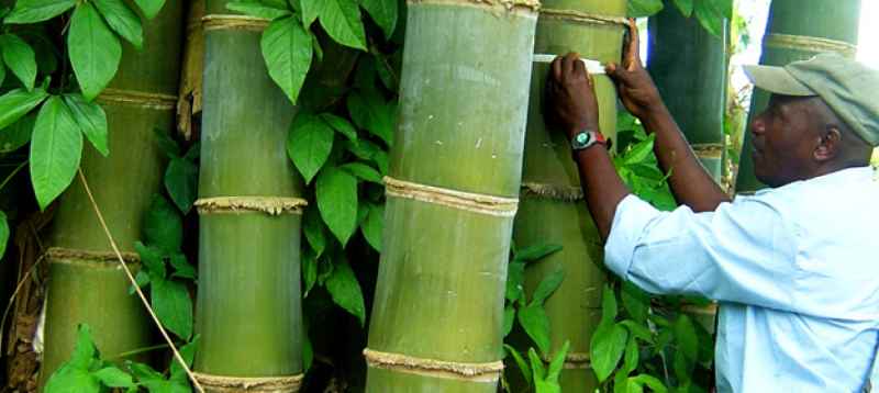 À partir du bambou, production d’une énergie alternative par un Ougandais