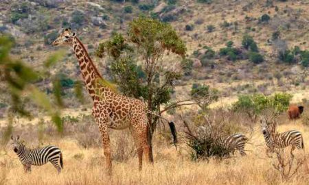 Une étude effrayante des poumons de la terre..."Le destin de l'Afrique" menace les forêts