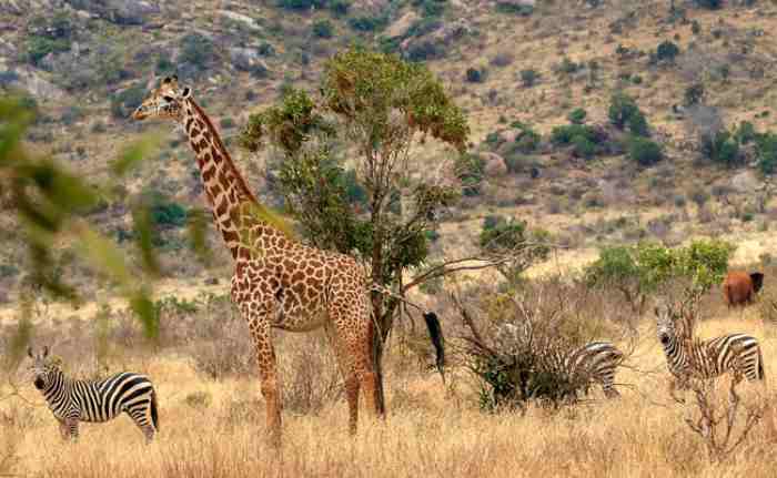 Une étude effrayante des poumons de la terre..."Le destin de l'Afrique" menace les forêts