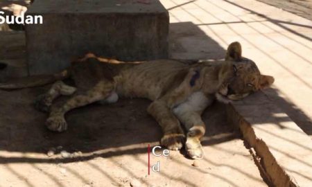 La réserve d'Al-Baqir, gérée par des bénévoles amoureux des animaux, sauve 17 lions au Soudan