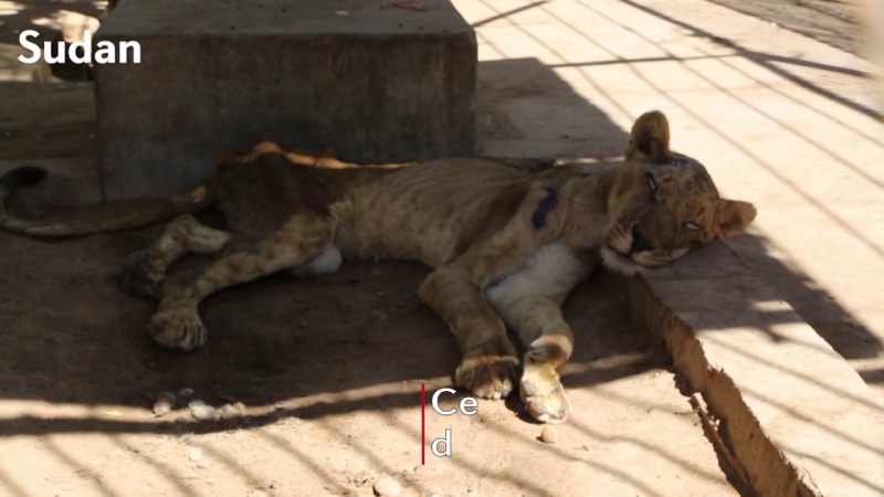 La réserve d'Al-Baqir, gérée par des bénévoles amoureux des animaux, sauve 17 lions au Soudan