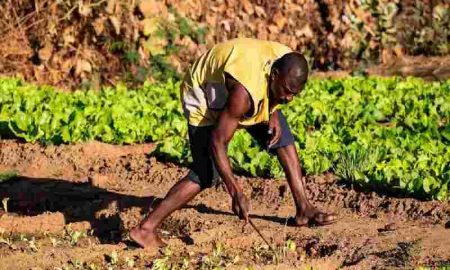 L'AGRA et le COMESA renouvellent leur engagement à renforcer la sécurité alimentaire et l'équilibre alimentaire régional