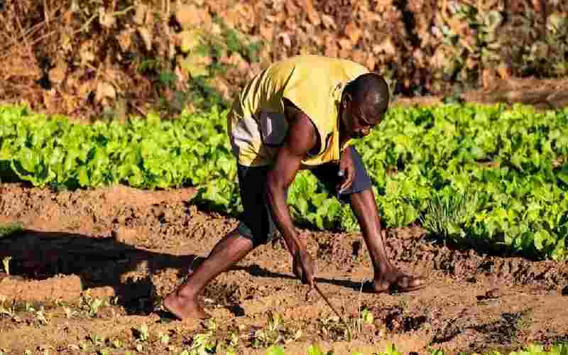 L'AGRA et le COMESA renouvellent leur engagement à renforcer la sécurité alimentaire et l'équilibre alimentaire régional