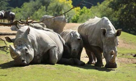 La chasse massive menace la vie des rhinocéros d'Afrique