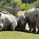 La chasse massive menace la vie des rhinocéros d'Afrique