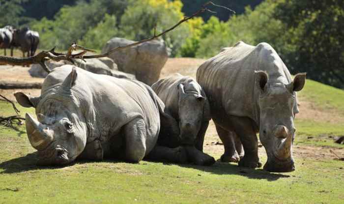 La chasse massive menace la vie des rhinocéros d'Afrique