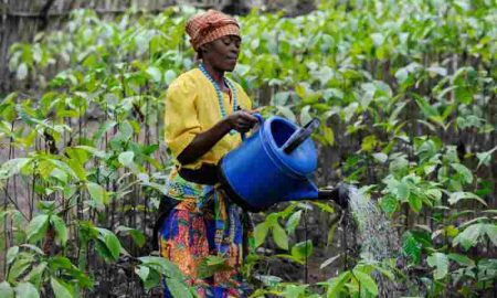 L'Angola aspire à retrouver sa position de grand producteur de café