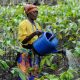 L'Angola aspire à retrouver sa position de grand producteur de café