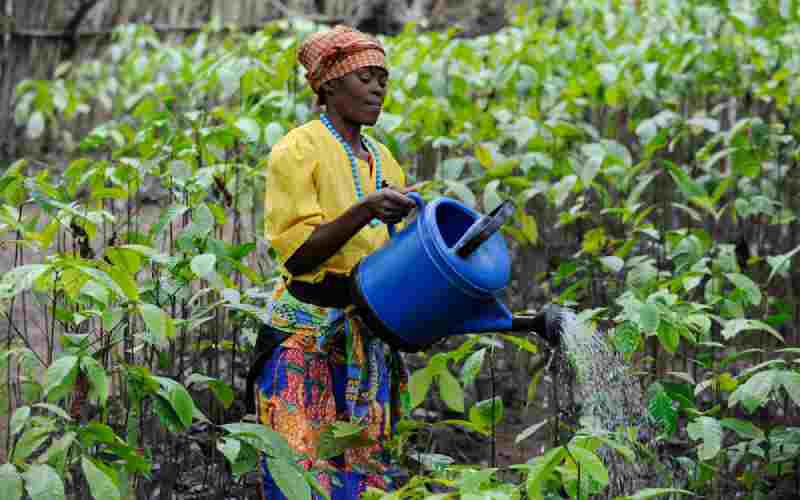 L'Angola aspire à retrouver sa position de grand producteur de café