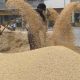 L'Egypte envisage l'Inde pour l'importation de blé