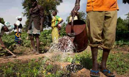 L'IFC soutient les projets d'expansion de l'entreprise agricole singapourienne Robust au Nigeria