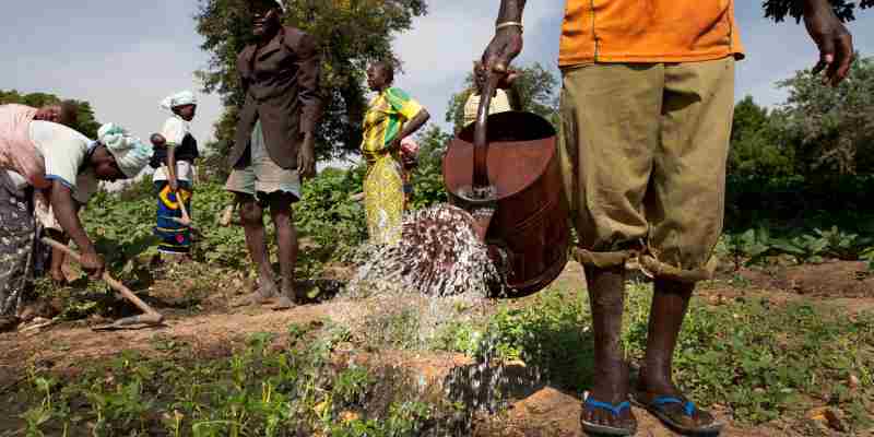 L'IFC soutient les projets d'expansion de l'entreprise agricole singapourienne Robust au Nigeria