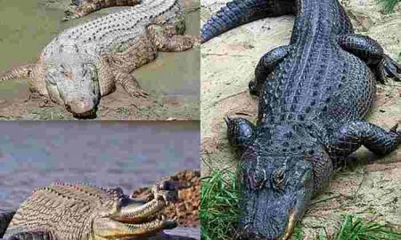 Appels au Mozambique pour tuer les crocodiles et réduire leur reproduction après avoir tué 8 personnes
