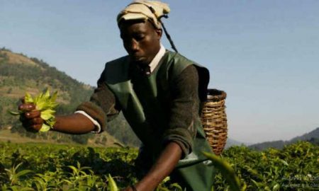 Des petits agriculteurs reprennent la plus grande usine de thé du Rwanda