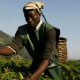 Des petits agriculteurs reprennent la plus grande usine de thé du Rwanda