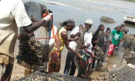 Le Sénégal face au boom économique de l'ostréiculture