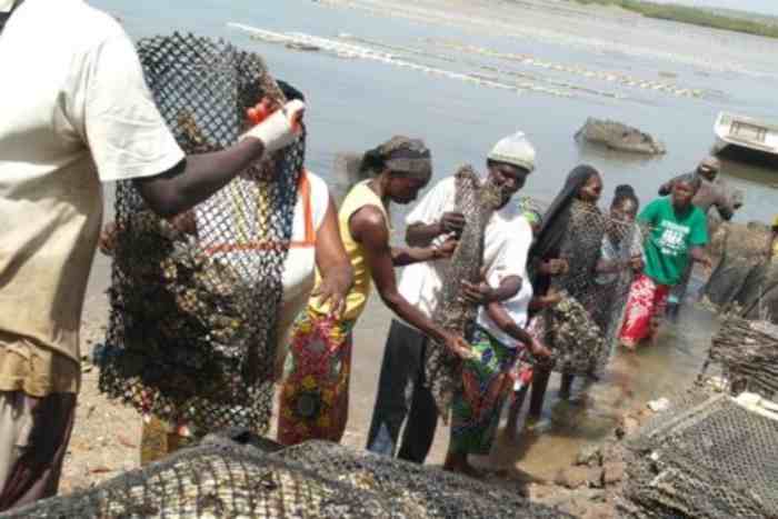 Le Sénégal face au boom économique de l'ostréiculture