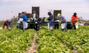 Il y a une énorme pénurie de main-d'œuvre dans le secteur agricole algérien