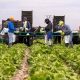 Il y a une énorme pénurie de main-d'œuvre dans le secteur agricole algérien