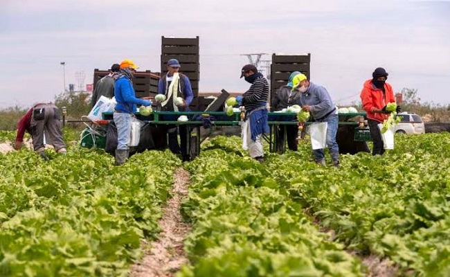 Il y a une énorme pénurie de main-d'œuvre dans le secteur agricole algérien