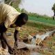 L'adaptation au changement climatique pourrait-elle débloquer la productivité agricole de l'Afrique ?