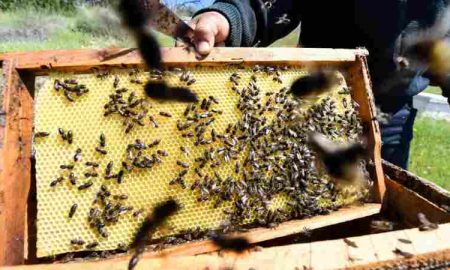 Une association tunisienne développe des ruches intelligentes qui protègent les abeilles et améliorent leur productivité