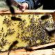 Une association tunisienne développe des ruches intelligentes qui protègent les abeilles et améliorent leur productivité