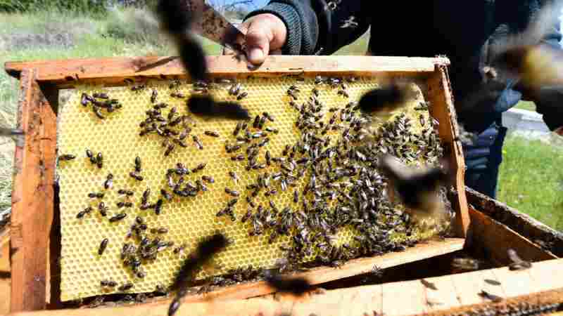 Une association tunisienne développe des ruches intelligentes qui protègent les abeilles et améliorent leur productivité