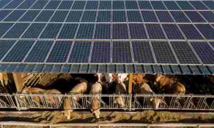 La BERD investit 100 millions de dollars dans une obligation verte égyptienne pour l'énergie solaire