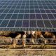 La BERD investit 100 millions de dollars dans une obligation verte égyptienne pour l'énergie solaire