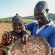 Le CIMMYT dirigera le projet d'amélioration variétale et de livraison de semences du CGIAR en Afrique
