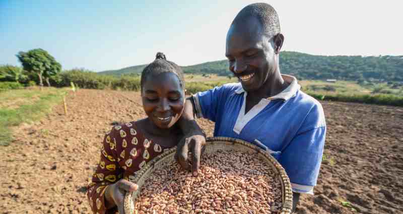 Le CIMMYT dirigera le projet d'amélioration variétale et de livraison de semences du CGIAR en Afrique