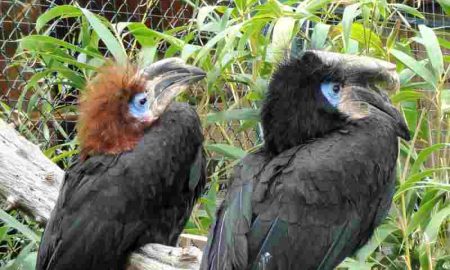 Le calao est presque éteint dans certaines régions d'Afrique du Sud