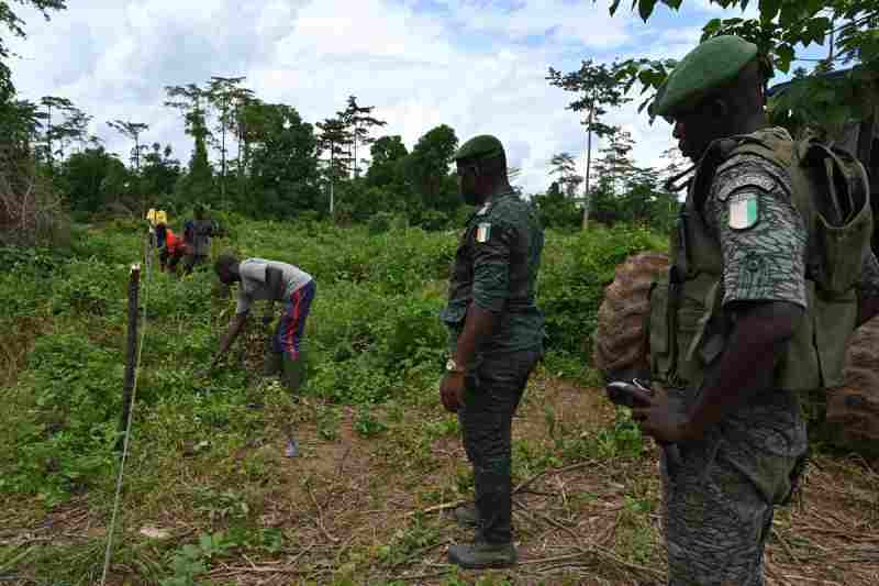 La Côte d'Ivoire vise à lever 1,5 milliard de dollars pour restaurer les forêts et augmenter la production alimentaire