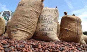 Négociations européennes avec la Côte d'Ivoire et le Ghana pour régler les prix du cacao