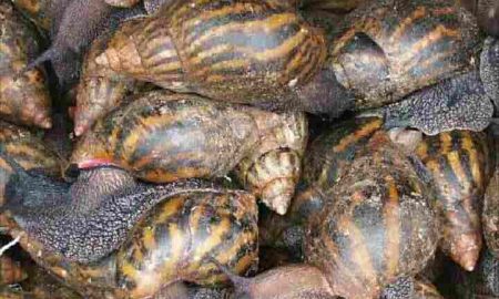 L'élevage d'escargots s'accélère au Kenya