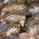 L'élevage d'escargots s'accélère au Kenya