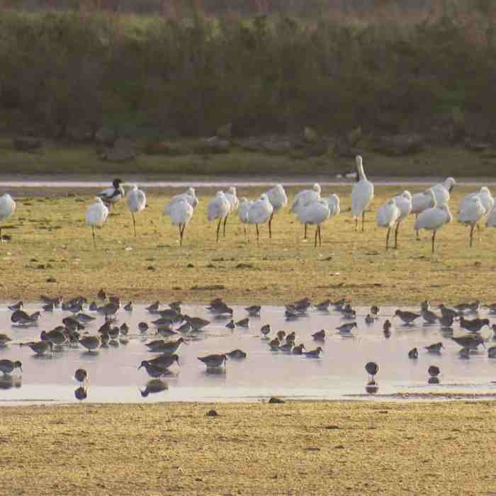 Une réserve naturelle parmi les espaces verts qui devient un paradis pour les oiseaux à Khartoum